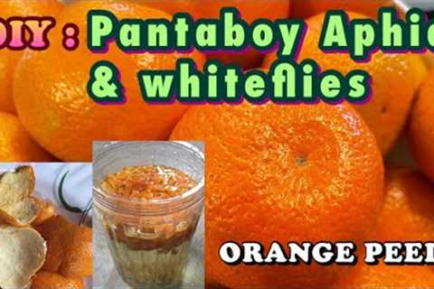 ORANGE PEEL FERTILIZER &amp; PESTICIDE| Pantaboy whiteflies and aphids( with Eng Subtitle)| DIY