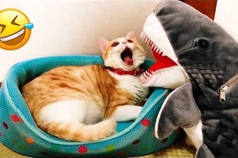 Funny Animal Videos 2022 😂 - Funniest Cats And Dogs Videos 😺😍 #28