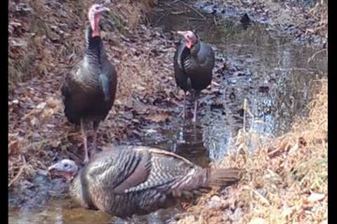 Turkeys, bucks, raccoons, rabbits, &amp; more.