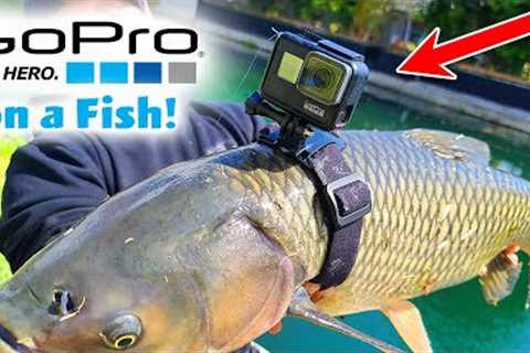 GoPro on a Fish!!!  POV Underwater Footage