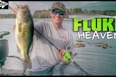 Tips for Fluke Fishing Bass on Grass Flats