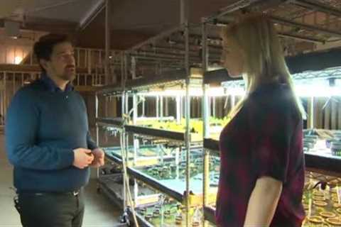 @BITCOIN Mining Heat Being Used to Grow Food, Fish &amp; Flowers Year Round in Manitoba | CBC News
