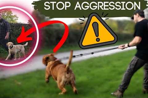 Dog Tries To Attack! Stop Reactivity Quickly