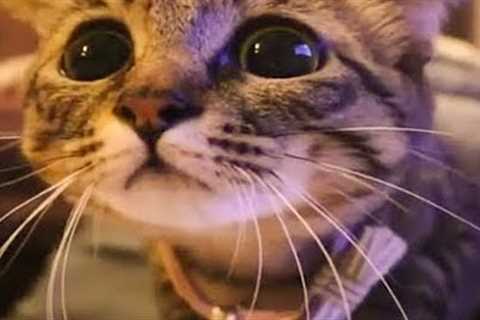 Funny Cats And Dogs Videos 😺😍 #73