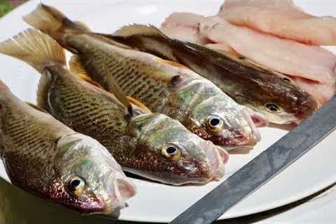 Catch and Cook | EXTREMELY Underrated Fish