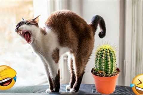 Best Funny Animals Video of the 2022 😂 - Funny Cats &amp; Dogs Video 🐱🐶 #14