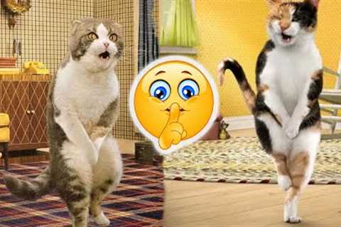 Funny cats funny life try not to laugh😸 - DAILY CAT VIDEOS PART 98