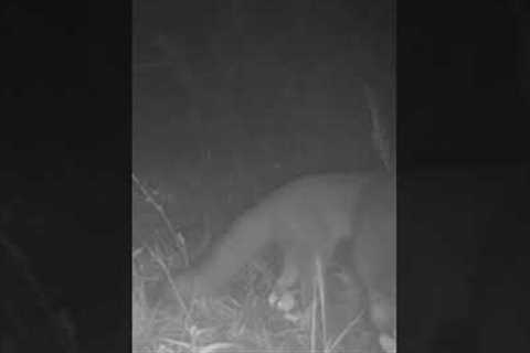 Trail Cam Time - Gray fox playing