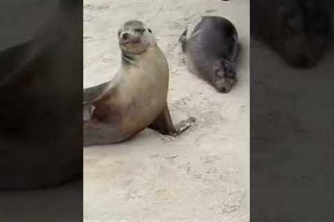 Big Surprise At Darwin Bay: Galapagos Cruise Part 2 #shorts