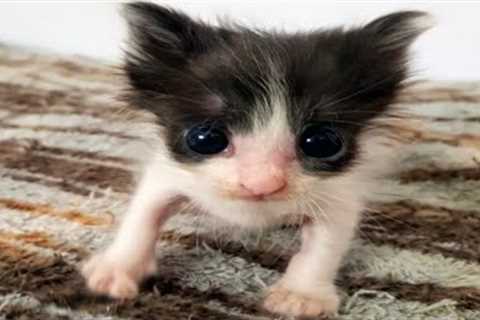 FUNNY CAT MEMES COMPILATION OF 2022 PART 71