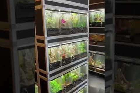 Touring the Coolest Reptile Store in Kanas! | Exotic Pets Wichita
