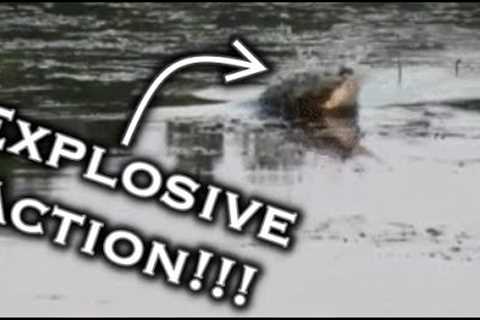 Will They Bite The Frog? Lake Fairfield Spring Bass Fishing: Explosive Topwater Action!!!