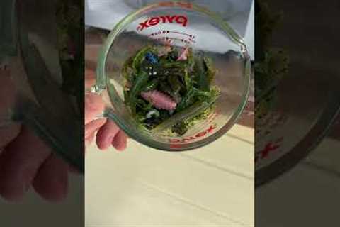 How To RECYCLE Your OLD Fishing LURES!(EASY)