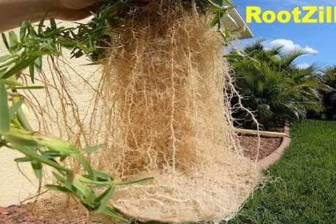 Thick Stolons, Massive Roots, Weed Id | DIY Lawn Care Tips Spring