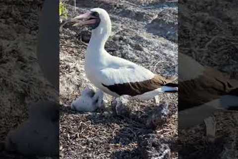 Following Prince Philip's Steps! Galapagos Cruise Part 3 #shorts