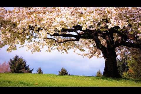 Relaxing Music to Relieve Stress, Anxiety And Depression • Mind, Body &amp; Soul Healing #31