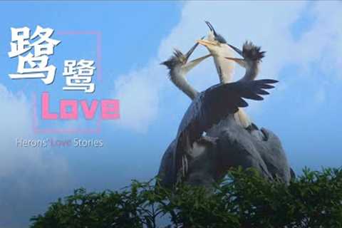Heron's love stories: Bird romance in Chengdu's Huanhuaxi Park