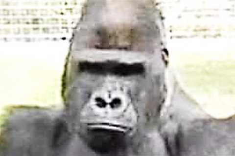 This Gorilla Learns Sign Language &amp; Tells Humans The Chilling History Of What Happened To His..