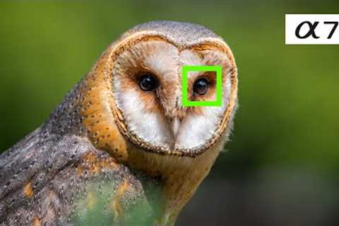 Sony A7RV - The Perfect Wildlife Photography Camera