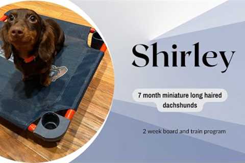 Best Dog Training in Chicago! 7 month Mini Long-Haired Dachshund, Shirley!