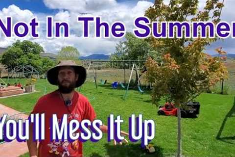 Worst Things You Can Do To A Lawn In Summer
