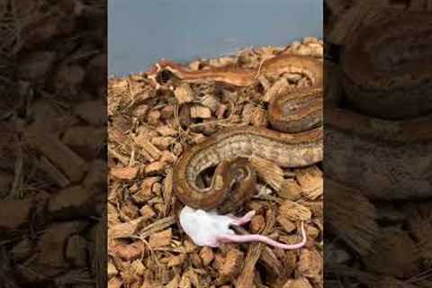 Snake feeding day #2 #shorts #viral #snakes #follow #viralshorts #subscribe #jasonsexoticreptiles
