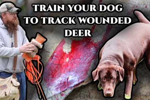 Training Dog to Track Wounded Deer: Bring Out Their Natural Ability!