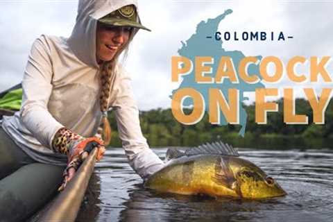 Peacock fly fishing in the Colombian jungle