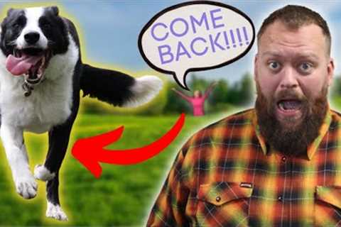 Dog Training Tips You Must Understand If You Want Perfect Recall