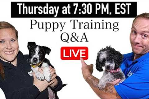 Every Successful Puppy Training Plan Follows THESE 5 Rules!