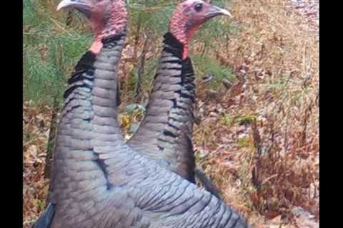Hawk catches lunch, Heron on the hunt, turkeys &amp; more.
