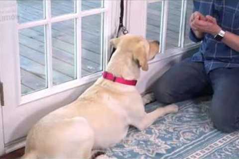 training your dog to ring bell https://goo.gl/ZTMA1e