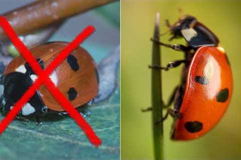 8 Beginner Mistakes in Macro Photography
