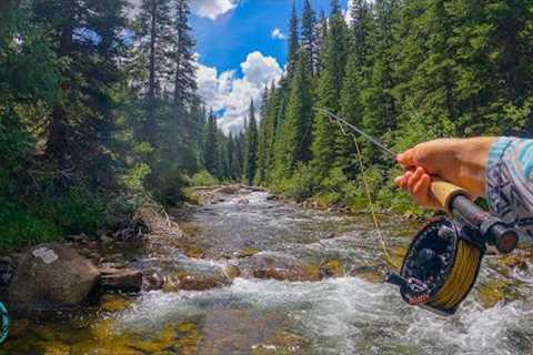 5 Species in 1 Creek?? TROUT SLAM!! (Fly Fishing)