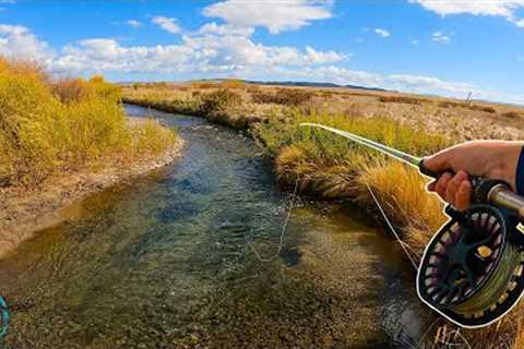 Streamer Fishing a TINY Creek for a NEW PB! (Fly Fishing)