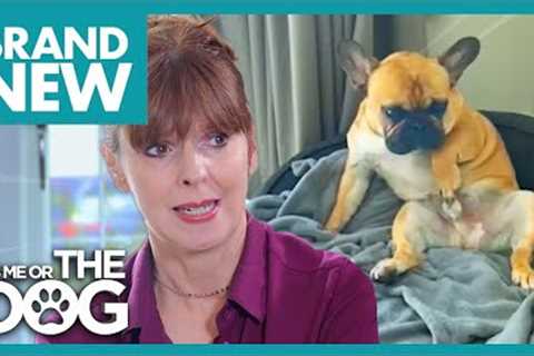 Pierre the Frenchie Can’t Stop Playing with his LITTLE PIERRE ?! | Full Episode | It's Me or the Dog