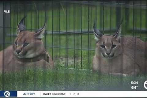 Royal Oak could ban owning exotic pets after caracal escapes last year