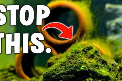 The 7 Best Ways To Stop Algae In Your Aquarium!