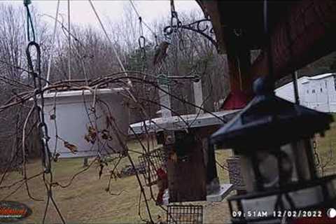 Trail Cam Back Deck December 2, 2022 #SDSG #BirdWatching
