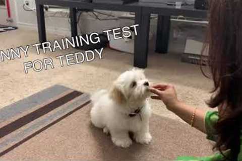 funny training tricks test for 12 weeks old shichon  teddy bear puppy | Adorable pet| puppy training