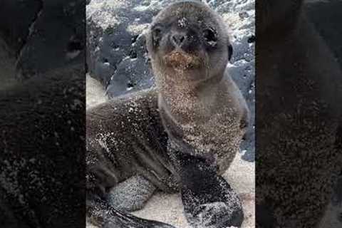 Cutest Things Ever? Galapagos Cruise Part 7 #shorts