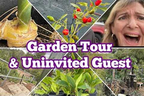 Fall Garden Tour How to Grow using Shower Curtain on Eggplant &amp; Cucumbers &amp; Container..