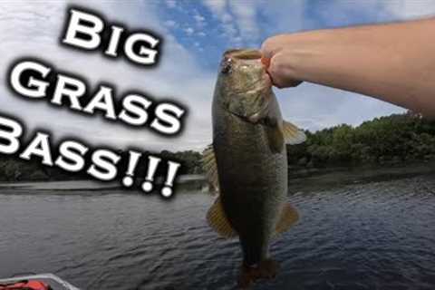 Summer Bass Fishing At Lake Welsh! Swimbait VS Punching Challenge!!!