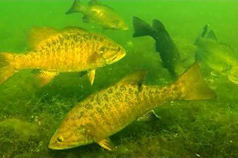Catch A LIMIT Every Time With These 2 TIPS