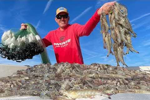 Catching Thousands of Wild Shrimp in a Huge Cast Net (Catch Clean &amp; Cook)
