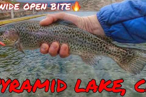 1HR FISHING IN THE RAIN = WIDE OPEN TROUT BITE@PYRAMID LAKE CA | FALL 2022/23 SEASON | #socalfishing