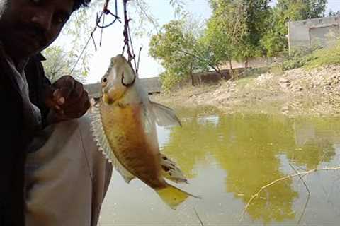 Easy Tilapia Hunting Bait || Tilapia Fish Hunting Rice Polish Powder And Shikar
