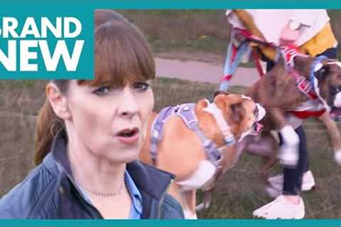 Tyson The Boxer Lives Up to His Name! | Full Episode | It's Me or the Dog