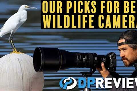 The best cameras for wildlife photography (at 3 budgets)