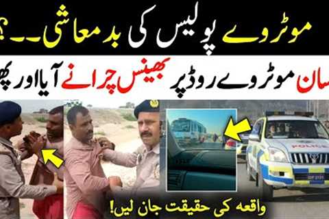 Truth Behind Buffalo On Motorway Viral Video، Social Media | Trending News